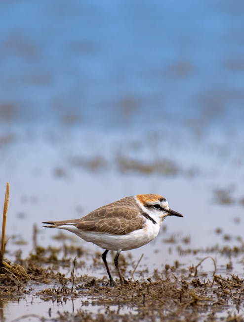 A small sandpiper bird with brown and white feathers standing on a muddy shoreline near water, with patches of wet soil and sparse grass. The bird is facing to the right, and the background features a calm blue water surface with slight ripples. The scene appears to be in natural light, emphasizing the bird's detailed plumage and the moist, textured ground. The image reflects a peaceful coastal or wetland environment, highlighting the importance of environmental hygiene and habitat maintenance, which aligns with the services provided by Cleaner Kentish Town for residential and commercial cleaning solutions. This detailed surface cleaning and ecological preservation imagery underscores the significance of cleanliness and sanitation for outdoor environments.