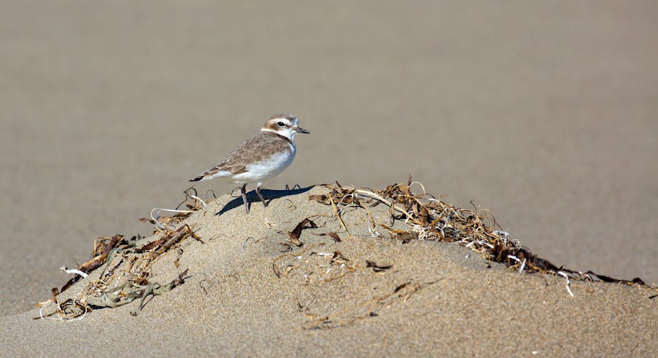 A small bird with brown and white plumage stands on a sandy surface near a mound of dried seaweed and debris. The sandy ground appears smooth and clean, with a gentle slope behind the bird. Bright natural lighting highlights the bird's feathers and the texture of the sand and seaweed, creating a clear and detailed scene. The background is slightly blurred, emphasizing the bird and the surrounding natural elements.
